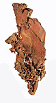Specimen Image