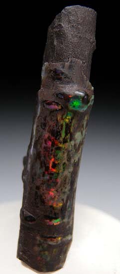 Opalized Wood