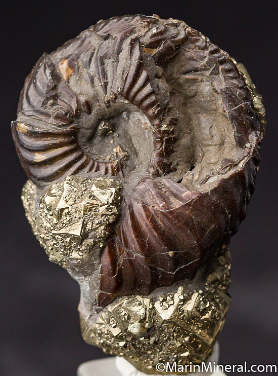 Pyrite with Ammonite