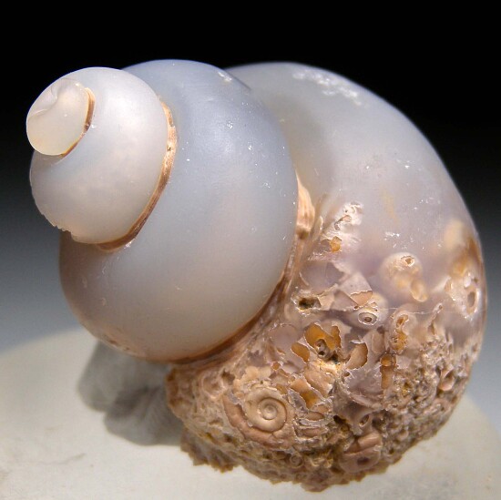 Chalcedony after fossil Gastropod