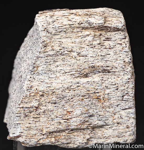 Fossil Dinosaur Bone