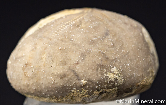 Fossil Sea Urchin