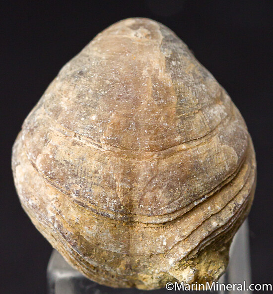 Fossil Brachiopod