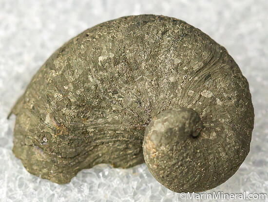 Pyrite on fossil Oyster