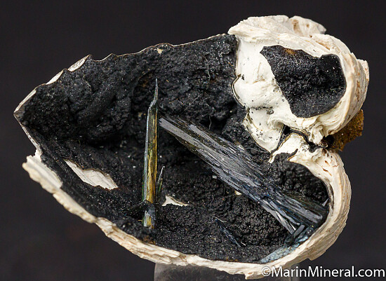 Vivianite in Fossil Bivalve