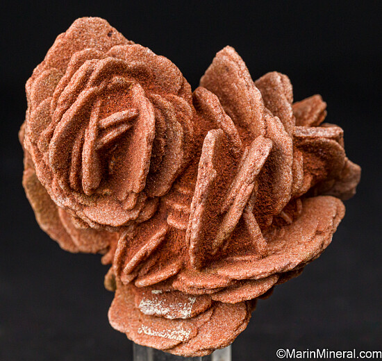 Barite 'Rose'