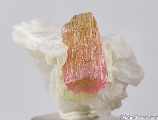 Tourmaline in Albite