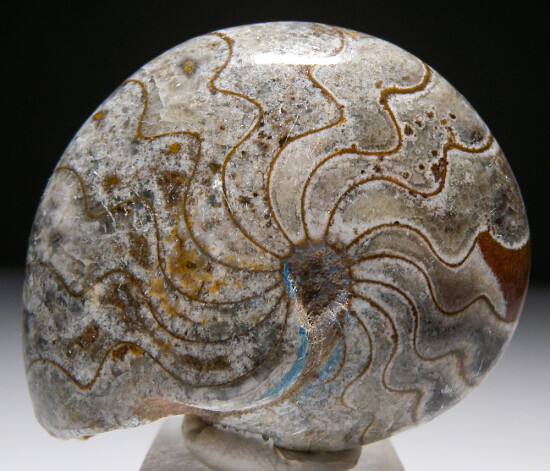 Fossil Ammonite
