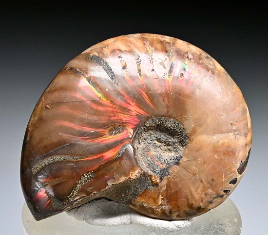 Ammonite fossil