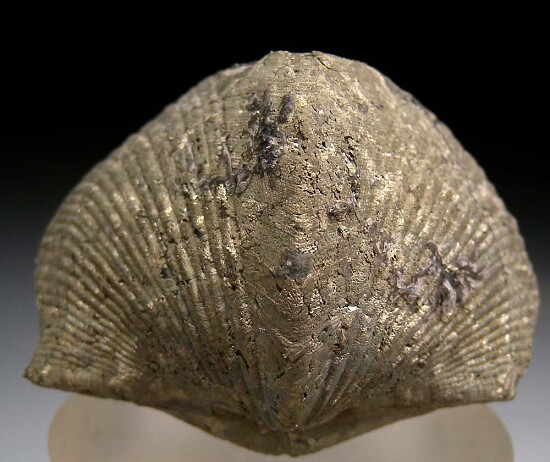 Pyrite after bivalve