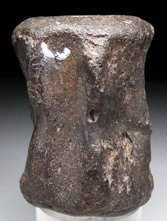 Fossil Whale vertebra